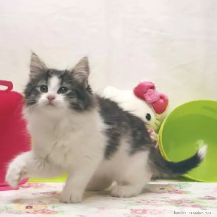 ID：2502-02301の子猫