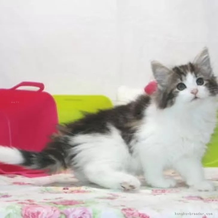 あいちゃん 様のお迎えした子猫