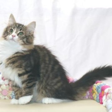 ノルウェージャンフォレストキャット【静岡県・女の子・2025年5月20日・ブラウン マッカレル タビー アンド ホワイト】の写真「とっても人懐っこいキュートな女の子です。」