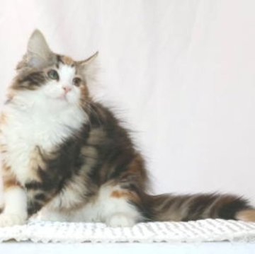 ノルウェージャンフォレストキャット【静岡県・女の子・2025年6月20日・ブラウン マッカレル トービー&ホワイト】の写真「とっても綺麗なカラーの三毛猫です。」