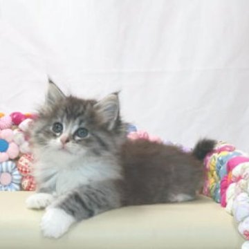 ノルウェージャンフォレストキャット【静岡県・女の子・2025年9月1日・ブラウン マッカレル タビー アンド ホワイト】の写真「面被りもチャーミング、とっても愛らしい子です。」