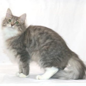 ノルウェージャンフォレストキャット【静岡県・女の子・2025年5月1日・ブルー マッカレル タビー&ホワイト】の写真「大人しくて素直な性格の女の子です。」