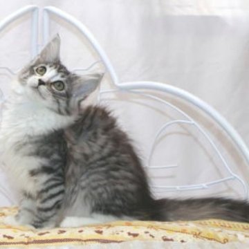 ノルウェージャンフォレストキャット【静岡県・女の子・2025年6月14日・ブラック シルバー マッカレル タビー&ホワイト】の写真「とっても人懐っこいキュートな女の子です。」