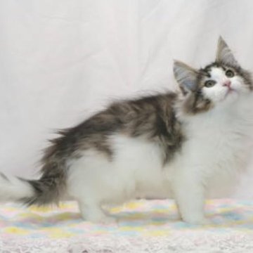 ノルウェージャンフォレストキャット【静岡県・男の子・2024年12月31日・ブラウン マッカレル タビー アンド ホワイト】の写真「素直で扱いやすい男の子です。」