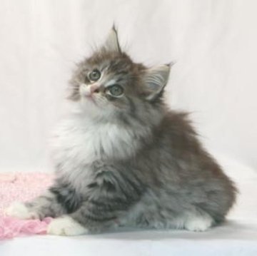 ノルウェージャンフォレストキャット【静岡県・女の子・2025年9月1日・ブラウン マッカレル タビー アンド ホワイト】の写真「面被りもチャーミング、とっても愛らしい子です。」