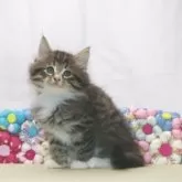 ノルウェージャンフォレストキャット