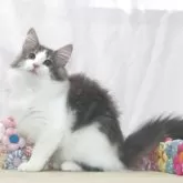 ノルウェージャンフォレストキャット