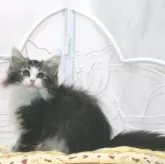 ノルウェージャンフォレストキャット