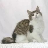 ノルウェージャンフォレストキャット