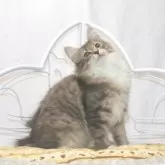 ノルウェージャンフォレストキャット