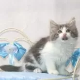 ノルウェージャンフォレストキャット