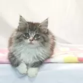 ノルウェージャンフォレストキャット