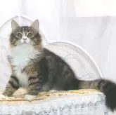 ノルウェージャンフォレストキャット