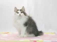 ノルウェージャンフォレストキャット【静岡県・男の子・2025年7月19日・ブラウン クラシック タビー&ホワイト】の写真2