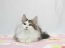 ノルウェージャンフォレストキャット【静岡県・男の子・2025年7月19日・ブラウン クラシック タビー&ホワイト】の写真3