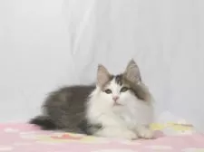 ノルウェージャンフォレストキャット【静岡県・男の子・2025年7月19日・ブラウン クラシック タビー&ホワイト】の写真4