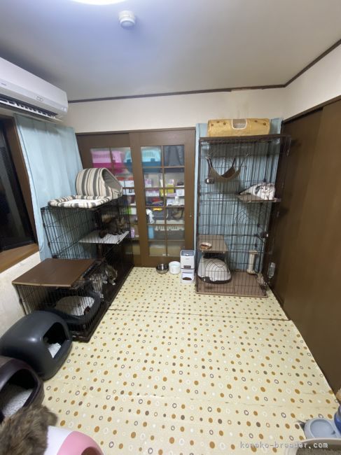 猫ちゃん専用部屋です｜佐藤　秀夫(さとう　ひでお)ブリーダー(神奈川県・スコティッシュフォールドなど・ICC登録)の紹介写真3