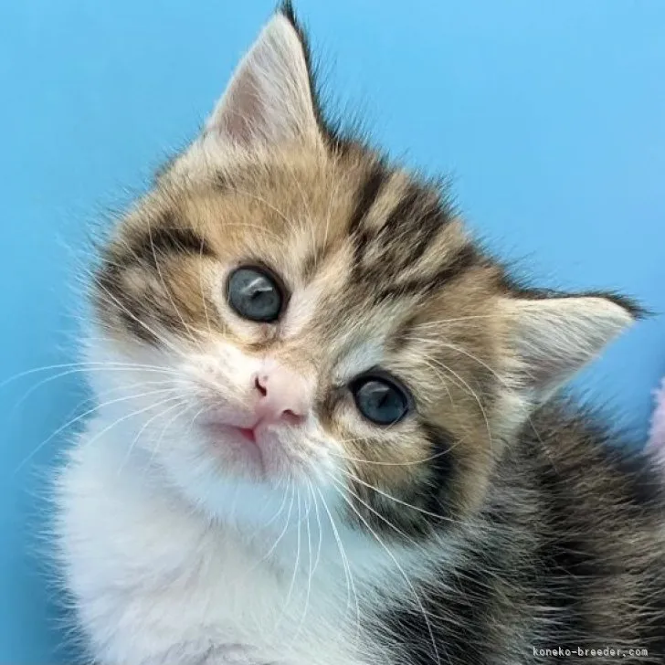 ID:2311-01264の子猫