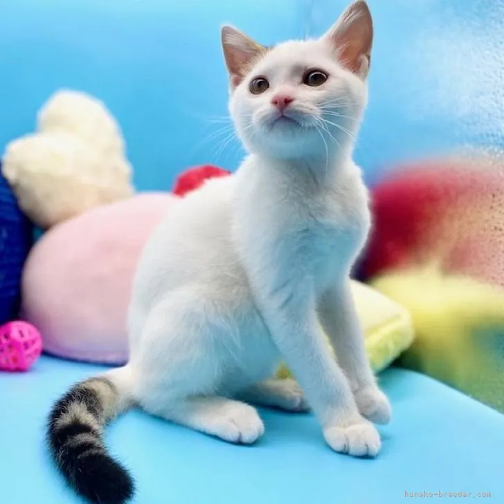 ID：2207-01708の子猫