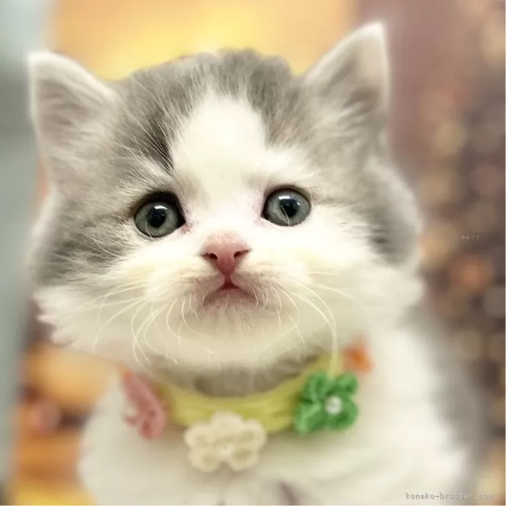 ID:2411-02399の子猫