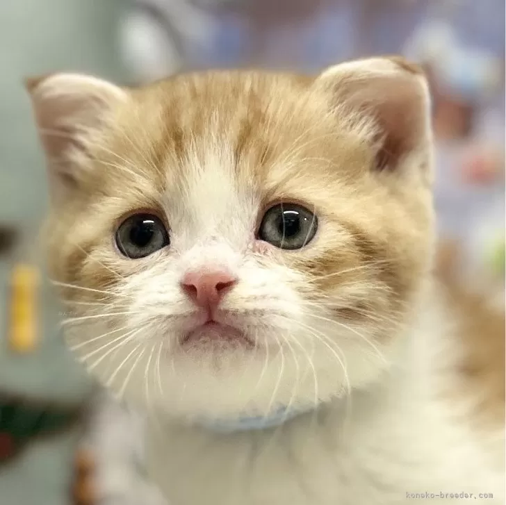 ID:2411-02411の子猫