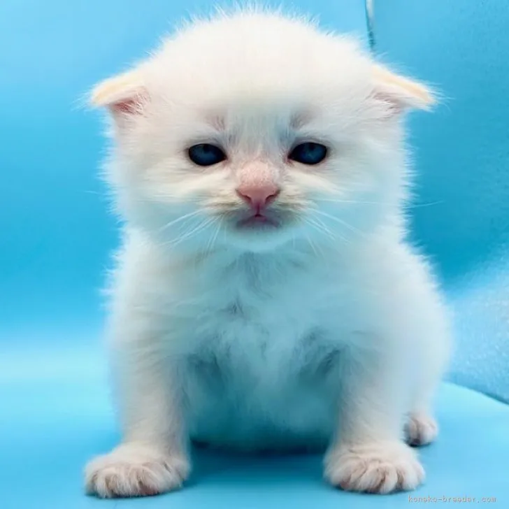 ID:2306-03113の子猫