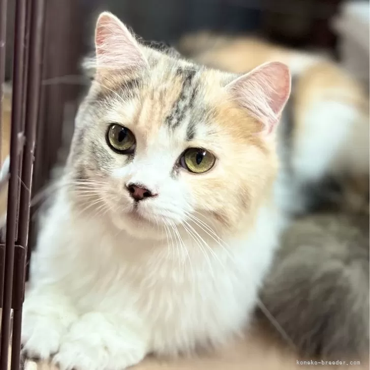 ID:2308-00445の子猫