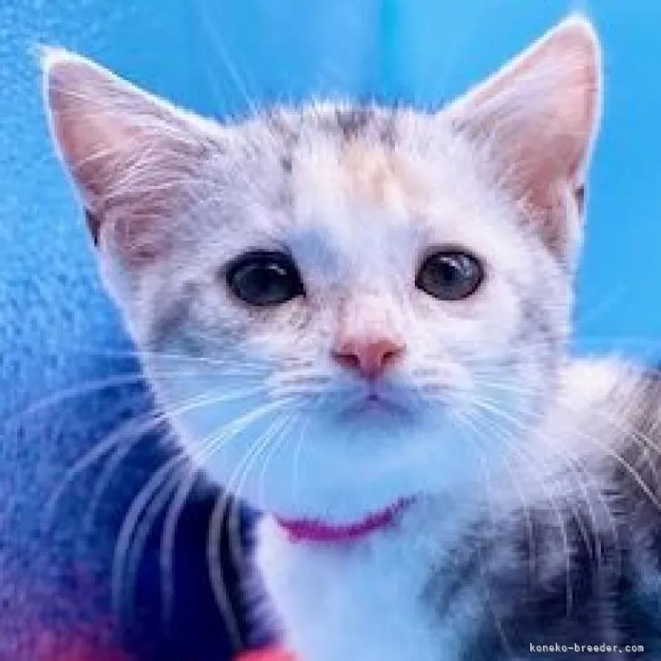 ID:2207-01684の子猫