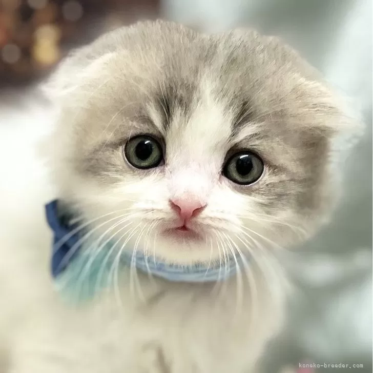 ID:2411-02400の子猫