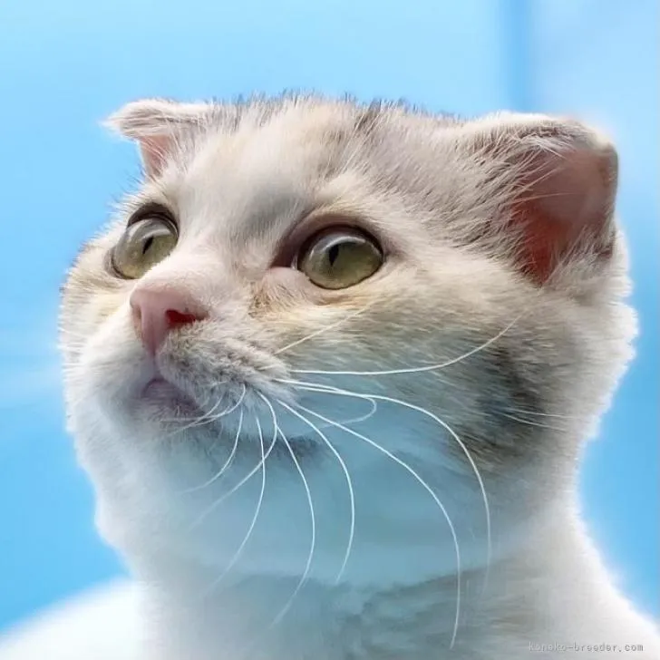 ID:2209-02541の子猫