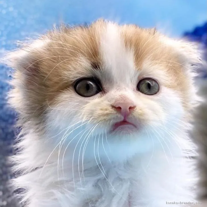 ID:2212-00302の子猫