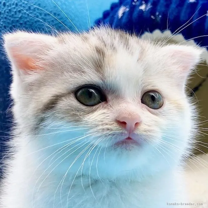 ID：2212-00011の子猫