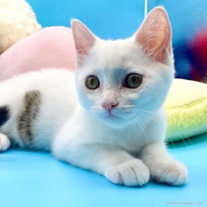 ID:2207-01707の子猫
