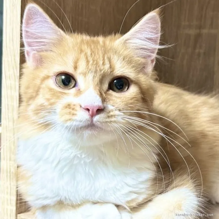 ID:2304-02849の子猫