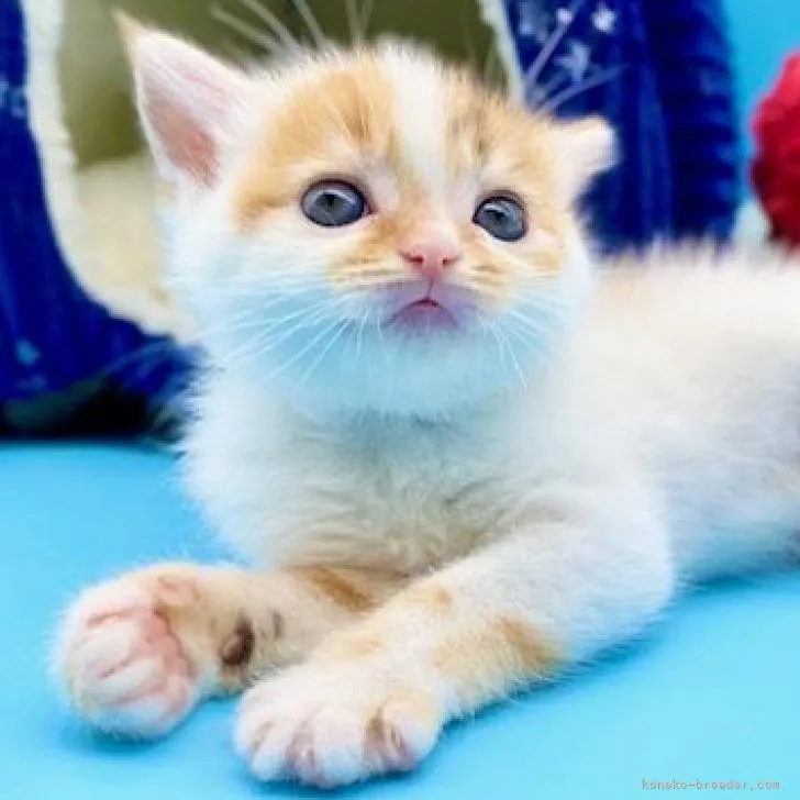 ID:2207-01639の子猫