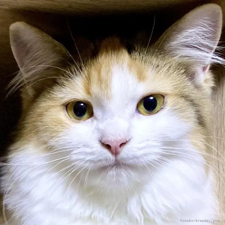 ID:2207-01699の子猫