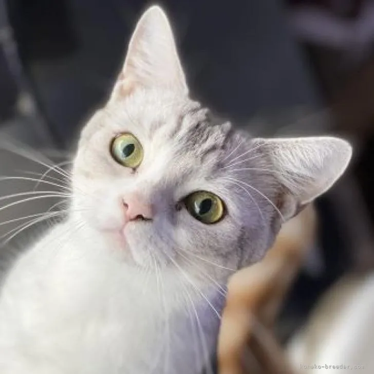 ID:2207-01690の子猫