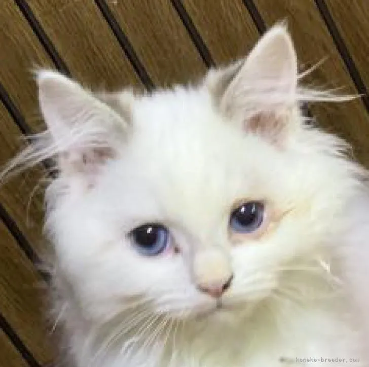 ID:2210-01310の子猫