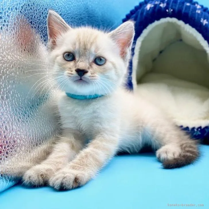 ID:2207-01671の子猫