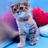 スコティッシュフォールド(折れ耳)【神奈川県・女の子・2022年4月11日・ブラウンタビー&ホワイト】の写真2「7/18撮影」