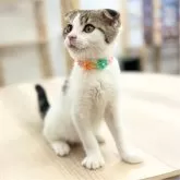 スコティッシュフォールド(折れ耳)【神奈川県・男の子・2024年8月2日・ブラウンタビーバン】の写真6