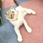 スコティッシュフォールド(折れ耳)【神奈川県・男の子・2024年8月2日・ブラウンタビーバン】の写真7