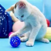 スコティッシュフォールド(立ち耳)【神奈川県・男の子・2022年3月3日・バン(キャリコ)】の写真4