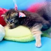 スコティッシュフォールド(折れ耳)【神奈川県・女の子・2022年4月11日・ブラウンタビー&ホワイト】の写真4「5/15撮影　左後ろ脚だけ綺麗なクリームカラーだった頃」