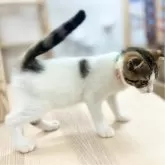 スコティッシュフォールド(折れ耳)【神奈川県・男の子・2024年8月2日・ブラウンタビーバン】の写真9