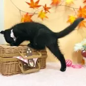 スコティッシュフォールド(折れ耳)【神奈川県・女の子・2025年7月23日・ブラック】の写真9