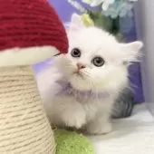 ミヌエット(短足)【神奈川県・男の子・2025年8月1日・クリーム&ホワイト】の写真9