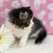 スコティッシュフォールド(折れ耳)【神奈川県・女の子・2025年3月13日・ブラウンタビー&ホワイト】の写真15