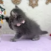 スコティッシュフォールド(立ち耳)【神奈川県・女の子・2025年9月22日・ブルータビー】の写真10