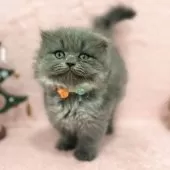 スコティッシュフォールド(立ち耳)【神奈川県・女の子・2024年10月20日・ブルー】の写真10